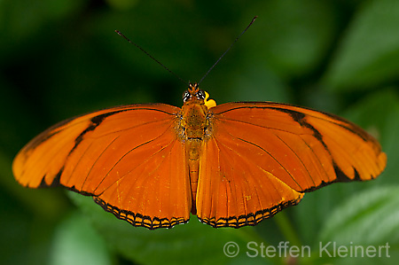 074 Julia-Falter - Dryas julia